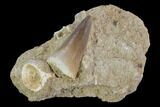 Mosasaur (Prognathodon) Tooth In Rock #96188-1
